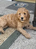 Dark Pink Collar, a female Poodle - Standard  for sale in Loogootee, IN – 1 of 1