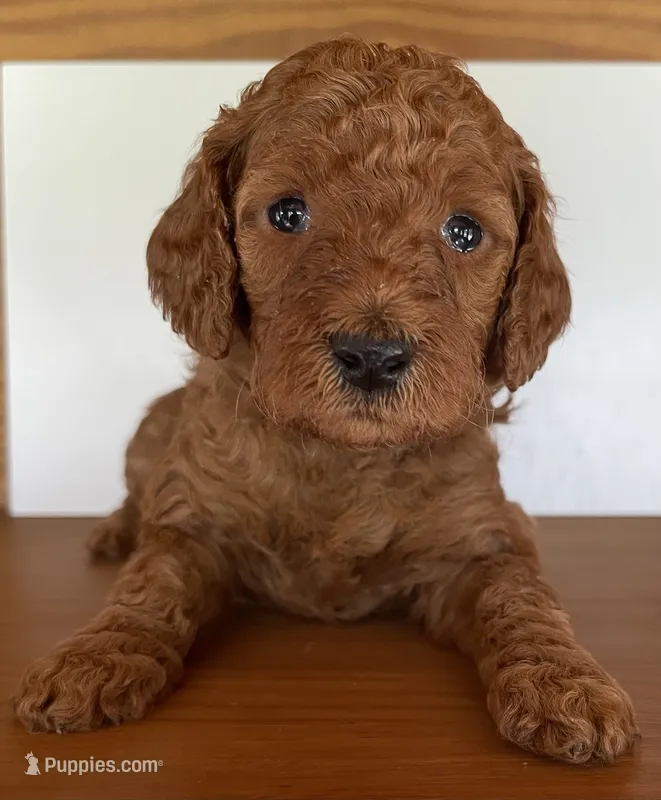 Royal Blue Collar – Poodle - Standard  puppy for sale in Loogootee, IN