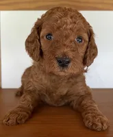 Royal Blue Collar, a female Poodle - Standard  for sale in Loogootee, IN – 1 of 1