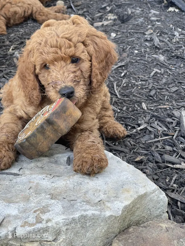 Lime Green Collar – Poodle - Standard  puppy for sale in Loogootee, IN