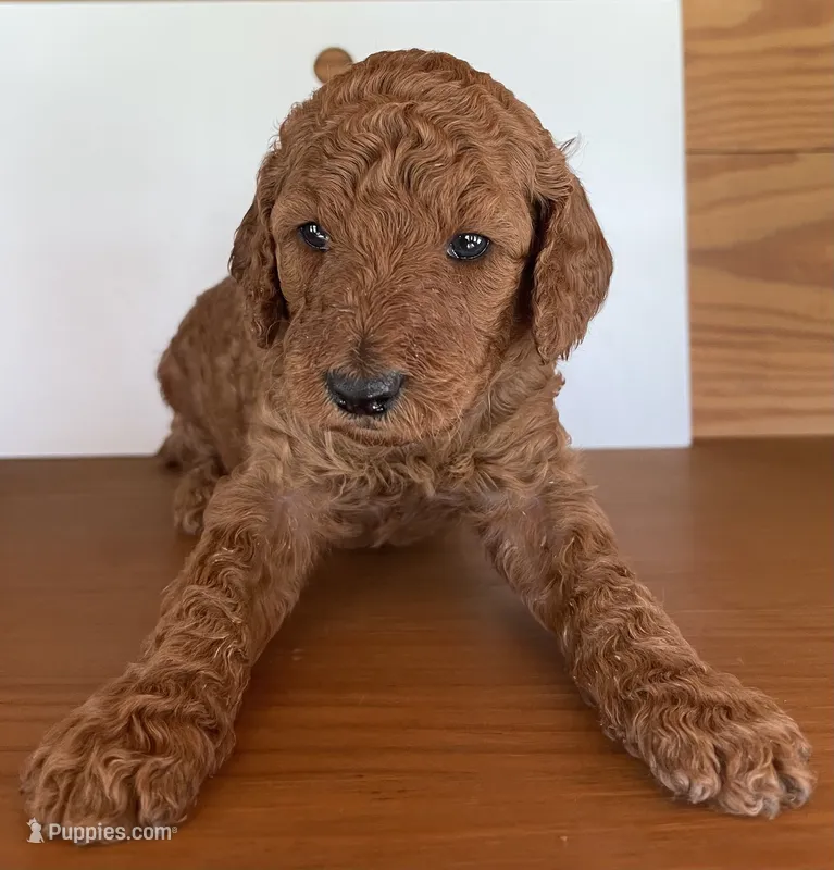 Lime Green Collar – Poodle - Standard  puppy for sale in Loogootee, IN
