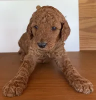 Lime Green Collar, a male Poodle - Standard  for sale in Loogootee, IN – 1 of 1