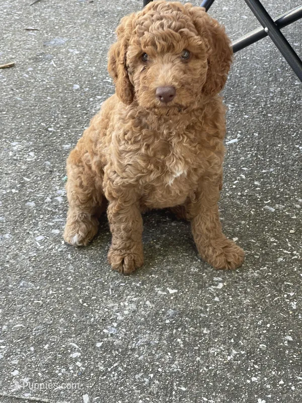 Yellow Collar  – Poodle - Standard  puppy for sale in Loogootee, IN