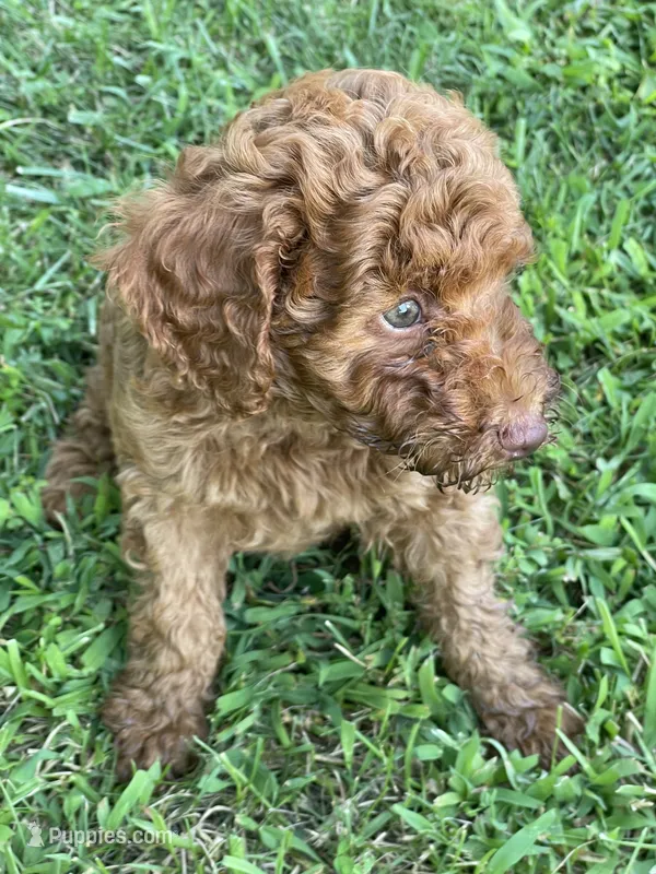 Red Collar – Poodle - Standard  puppy for sale in Loogootee, IN