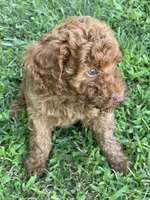 Red Collar, a male Poodle - Standard  for sale in Loogootee, IN – 1 of 1