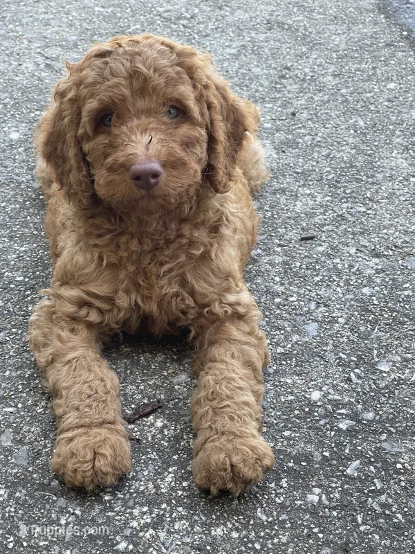 Dark Green Collar – Poodle - Standard  puppy for sale in Loogootee, IN