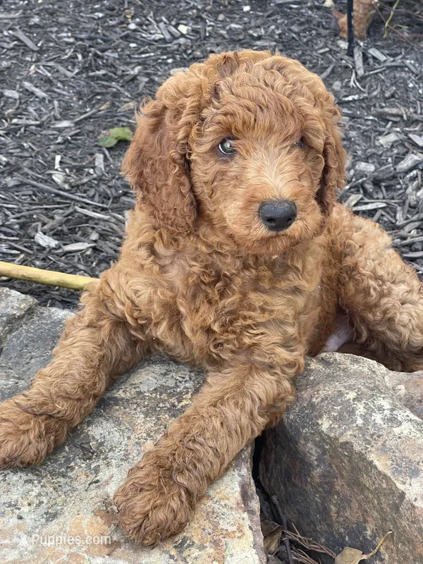 Black Collar  – Poodle - Standard  puppy for sale in Loogootee, IN