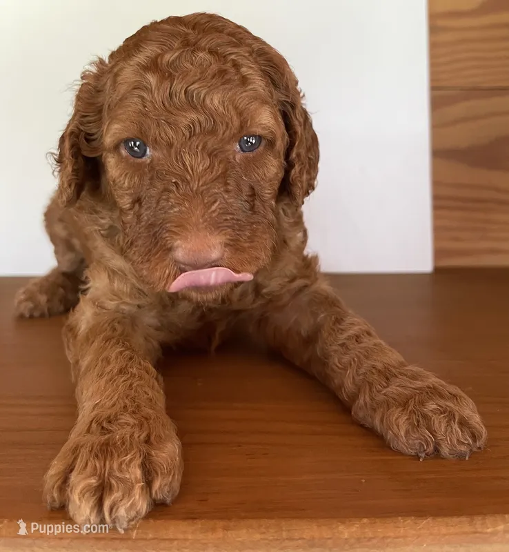 Dark Green Collar – Poodle - Standard  puppy for sale in Loogootee, IN