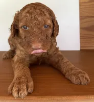 Dark Green Collar, a male Poodle - Standard  for sale in Loogootee, IN – 1 of 1