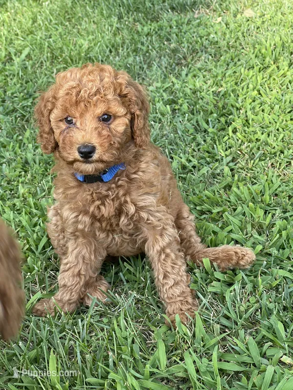 Royal Blue Collar – Poodle - Standard  puppy for sale in Loogootee, IN
