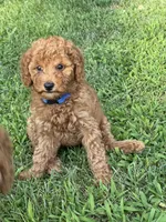 Royal Blue Collar, a female Poodle - Standard  for sale in Loogootee, IN – 1 of 1
