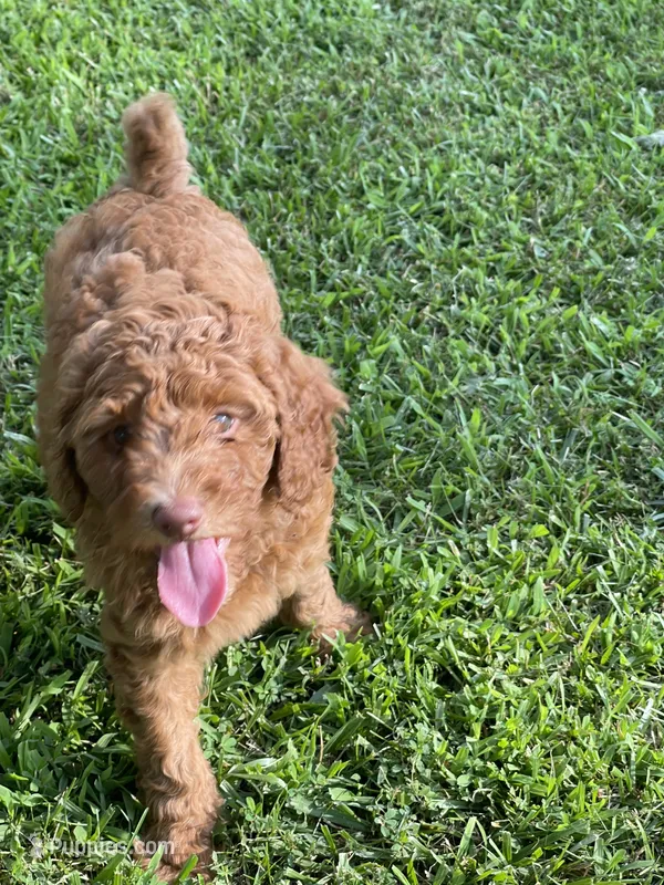 Light Blue Collar – Poodle - Standard  puppy for sale in Loogootee, IN