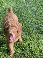 Light Blue Collar, a female Poodle - Standard  for sale in Loogootee, IN – 1 of 1