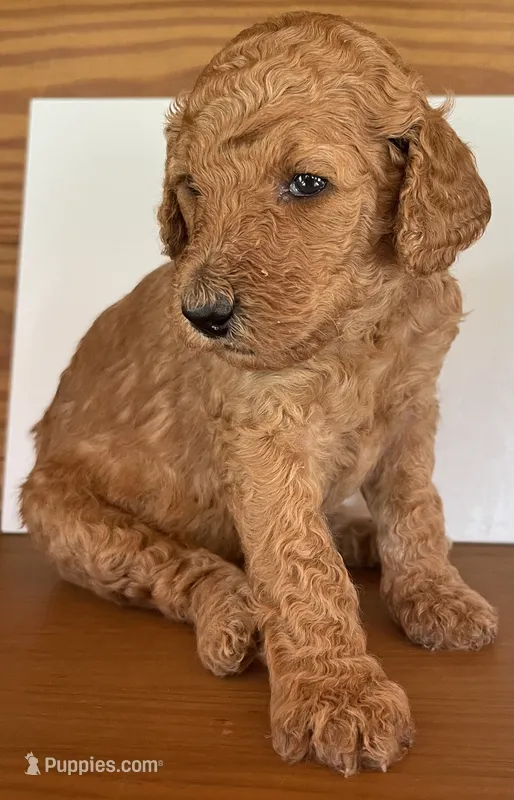 Dark Pink Collar – Poodle - Standard  puppy for sale in Loogootee, IN