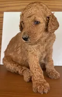 Dark Pink Collar, a female Poodle - Standard  for sale in Loogootee, IN – 1 of 1