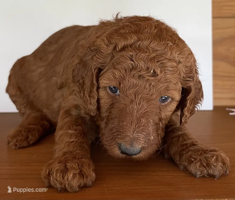 Black Collar  – Poodle - Standard  puppy for sale in Loogootee, IN