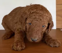 Black Collar , a male Poodle - Standard  for sale in Loogootee, IN – 1 of 1