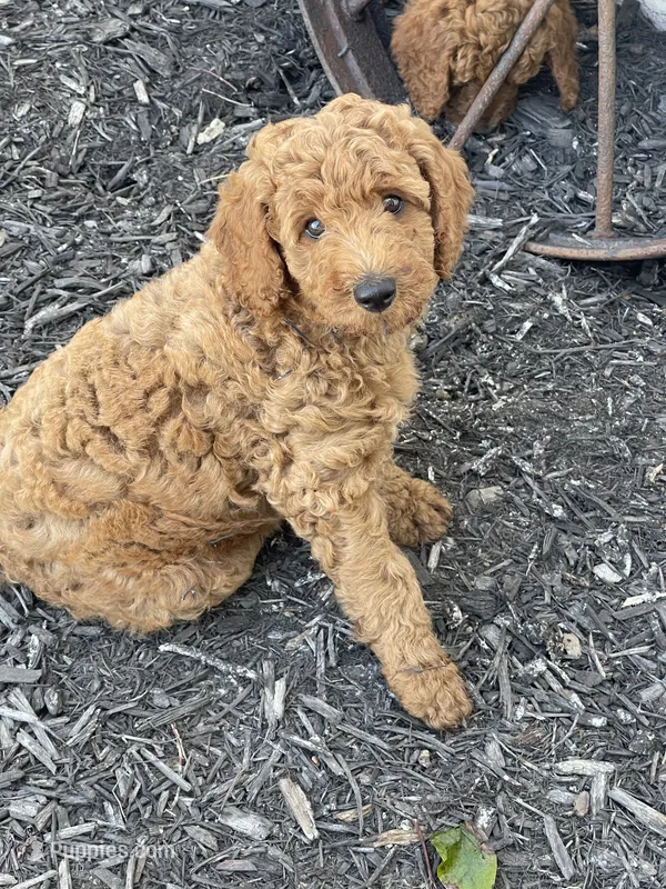 Light  Pink Collar – Poodle - Standard  puppy for sale in Loogootee, IN