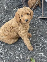 Light  Pink Collar, a female Poodle - Standard  for sale in Loogootee, IN – 1 of 1