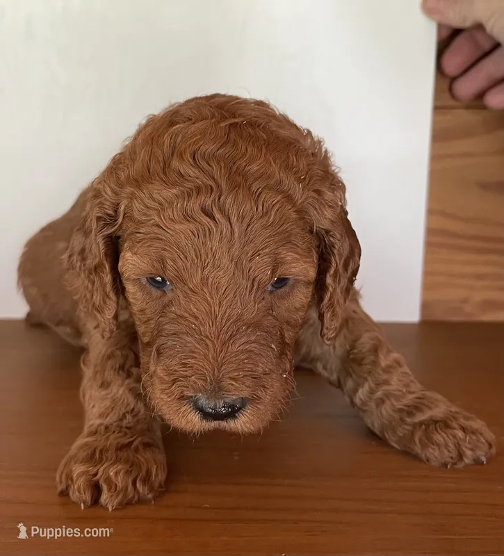 Purple Collar – Poodle - Standard  puppy for sale in Loogootee, IN