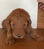 Purple Collar, a female Poodle - Standard  for sale in Loogootee, IN – 1 of 1
