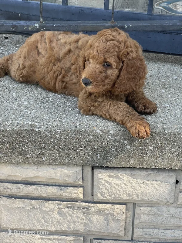 Purple Collar – Poodle - Standard  puppy for sale in Loogootee, IN