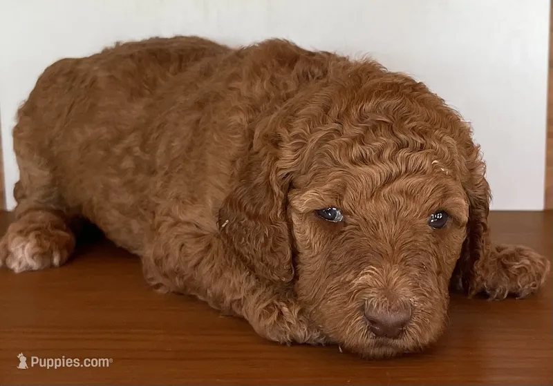Yellow Collar  – Poodle - Standard  puppy for sale in Loogootee, IN