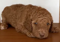 Yellow Collar , a female Poodle - Standard  for sale in Loogootee, IN – 1 of 1