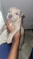Oreo, a male American Bully and Cane Corso for sale in Cleveland, OH – 1 of 1
