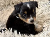 processed/e64b04ad-3050-471d-b0b2-bbe1ba7b2ec5/listing/d53bcc88-c604-44f7-9e57-2de188ad059d/50d9bc88-5dd9-42df-8dff-f30ac424aea2