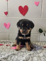 Blake, a male Rottweiler for sale in Winesburg, OH – Photo 1 of 2