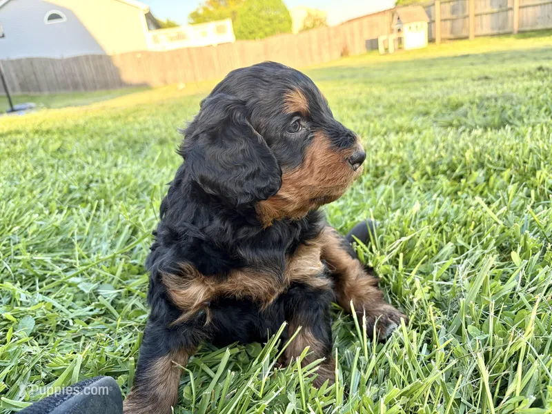 S’More – Bernedoodle puppy for sale in O Fallon, MO