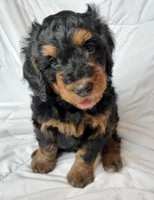 S’More, a female Bernedoodle for sale in O Fallon, MO – 4 of 6