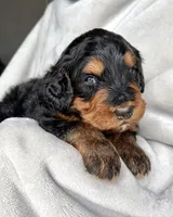 S’More, a female Bernedoodle for sale in O Fallon, MO – Photo 2 of 5
