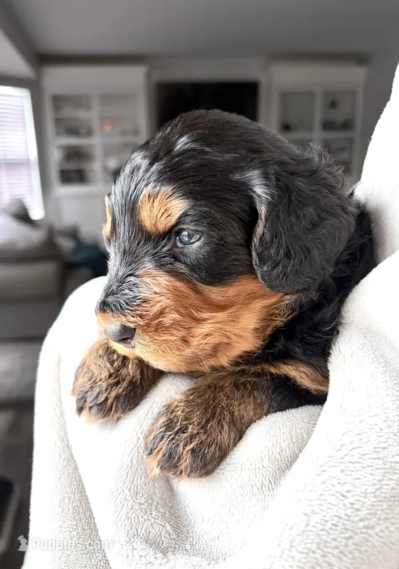 S’More – Bernedoodle puppy for sale in O Fallon, MO