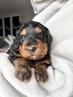 S’More, a female Bernedoodle for sale in O Fallon, MO – Photo 4 of 5