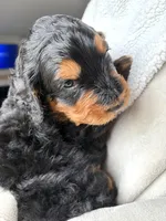S’More, a female Bernedoodle for sale in O Fallon, MO – Photo 5 of 5