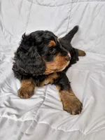 S’More, a female Bernedoodle for sale in O Fallon, MO – 5 of 6