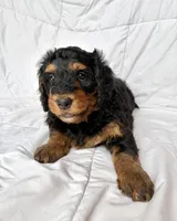 S’More, a female Bernedoodle for sale in O Fallon, MO – 6 of 6