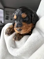 S’More, a female Bernedoodle for sale in O Fallon, MO – Photo 3 of 5