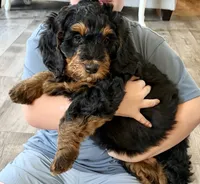 S’More, a female Bernedoodle for sale in O Fallon, MO – 3 of 6