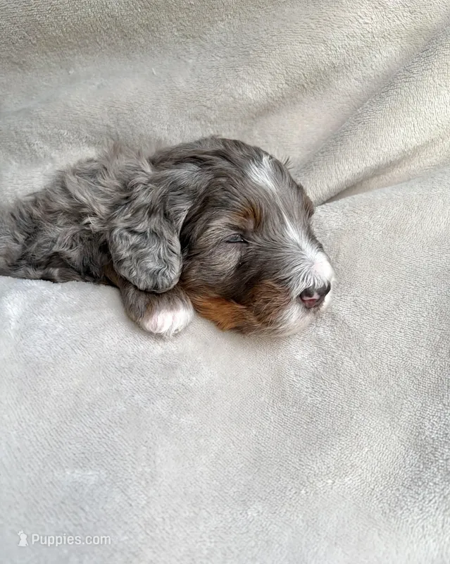 Oakley  – Bernedoodle puppy for sale in O Fallon, MO