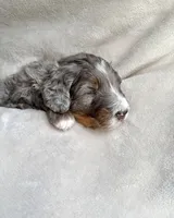 Oakley , a male Bernedoodle for sale in O Fallon, MO – Photo 1 of 5