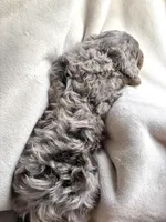 Oakley , a male Bernedoodle for sale in O Fallon, MO – Photo 5 of 5