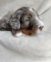 Oakley , a male Bernedoodle for sale in O Fallon, MO – Photo 4 of 5