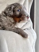 Oakley , a male Bernedoodle for sale in O Fallon, MO – Photo 2 of 5