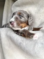 Oakley , a male Bernedoodle for sale in O Fallon, MO – Photo 3 of 5