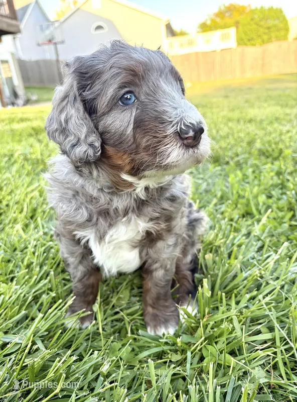 Oakley  – Bernedoodle puppy for sale in O Fallon, MO