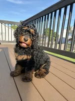 S’More, a female Bernedoodle for sale in O Fallon, MO – 2 of 6