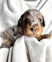 Honey , a female Bernedoodle for sale in O Fallon, MO – Photo 2 of 3